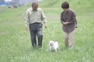 下鴨神社でも結婚式を行うことができる